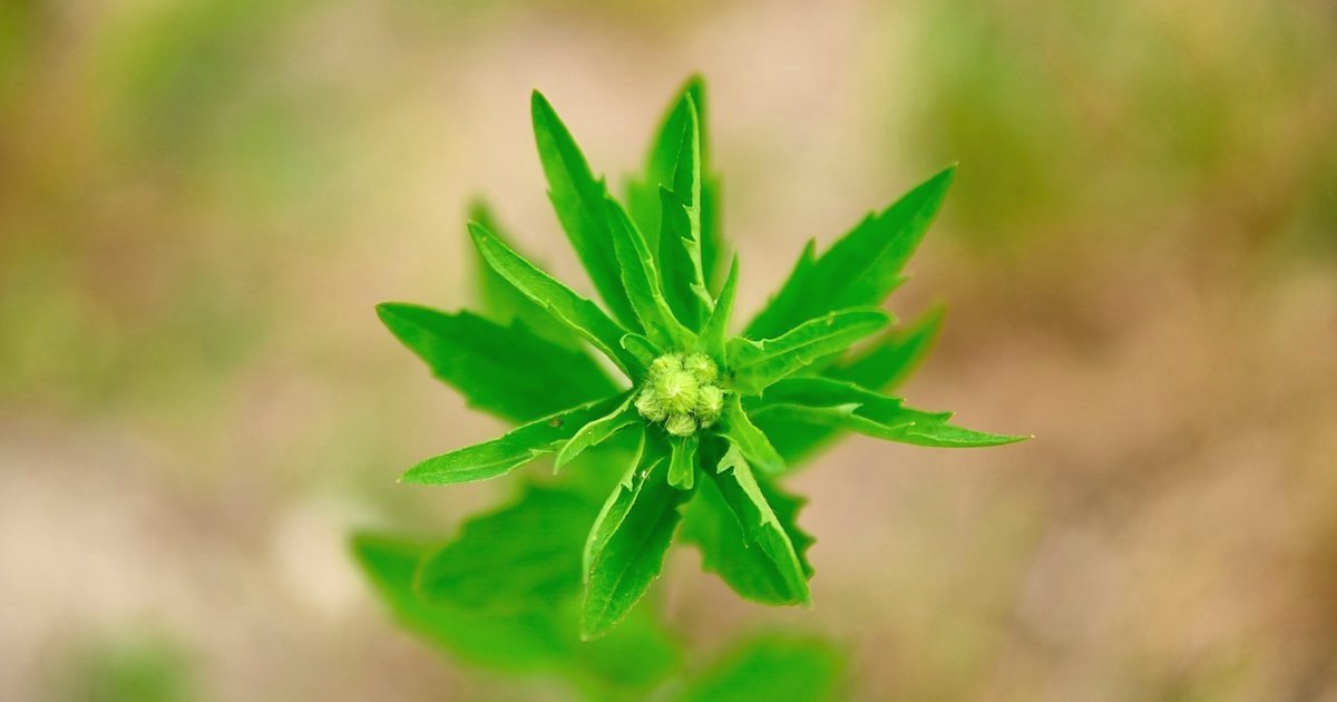 芽吹く植物